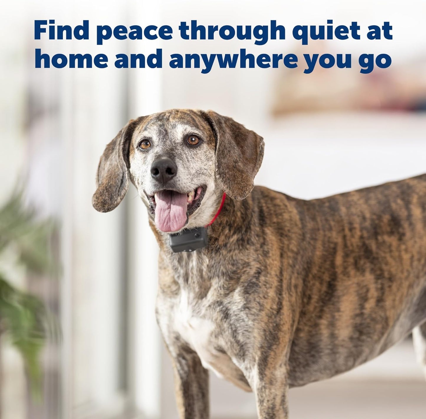 PetSafe Basic Bark Control Collar - Effective & Accurate Bark Detection Collar - Safe & Reliable Training with Multiple Static Stimulation Levels - Waterproof & Battery-Operated