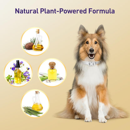 Flea and Tick Collar for Dogs 4 Packs,Dog Collars with Natural Essential Oils,Waterproof, Adjustable for Small Medium Large Dogs,Safe for Puppies