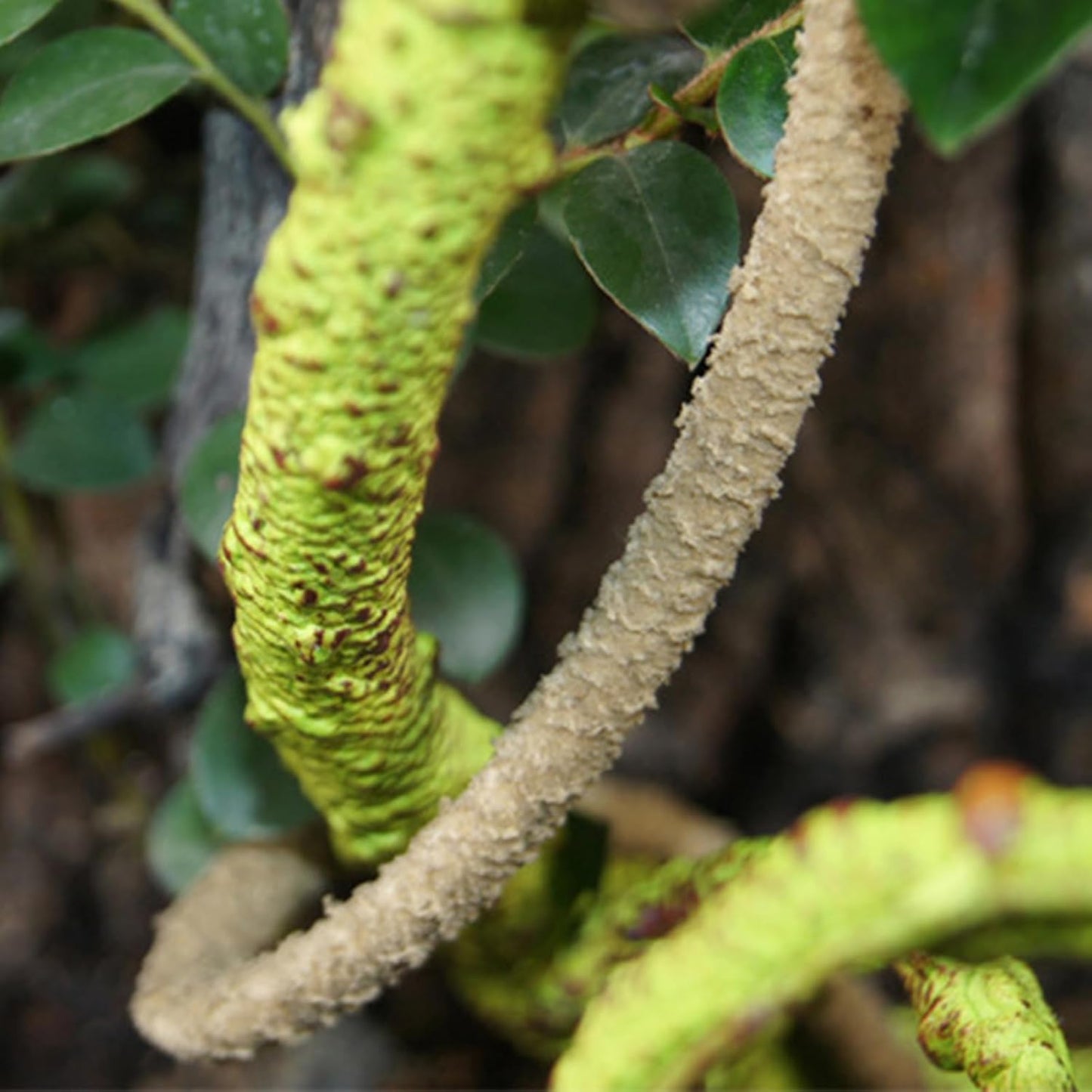Reptile Vines For Terrarium, Reptile Plants For Terrarium, Fake Natural Enrichment Hides Plants Vines For Leopard Gecko Chameleon Turtle Hermit Crab