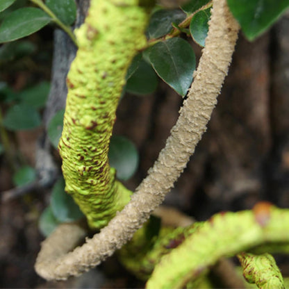 Reptile Vines For Terrarium, Reptile Plants For Terrarium, Fake Natural Enrichment Hides Plants Vines For Leopard Gecko Chameleon Turtle Hermit Crab