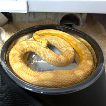 Snake Bathing Pool, Snake Water Bowl Dish, Reptile Soaking Dish,Reptile Terrarium Habitat Accessories for Snakes,Easy Cleaning,7.87''×7.87''×3'',Black