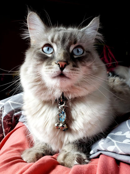 EXPAWLORER Cat Bell 2 Pack - Cat Collar Accessories Bells Loud with Claw Buckle, Pet Jingle Charm Ornament Training Pendant Jewelry, Tracker for Saving Birds, Neck Decoration for Dogs Kitten, Silver