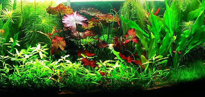 Hornwort - Young, Healthy, Super Easy Live Aquarium Plant, 1 Bundle 5-6 in. Great for Betta, Guppy, Cherry Shrimp, Barbs, Platys etc etc! Produced by Aquatic Discounts. B U Y 2 GE T 1 Deal!