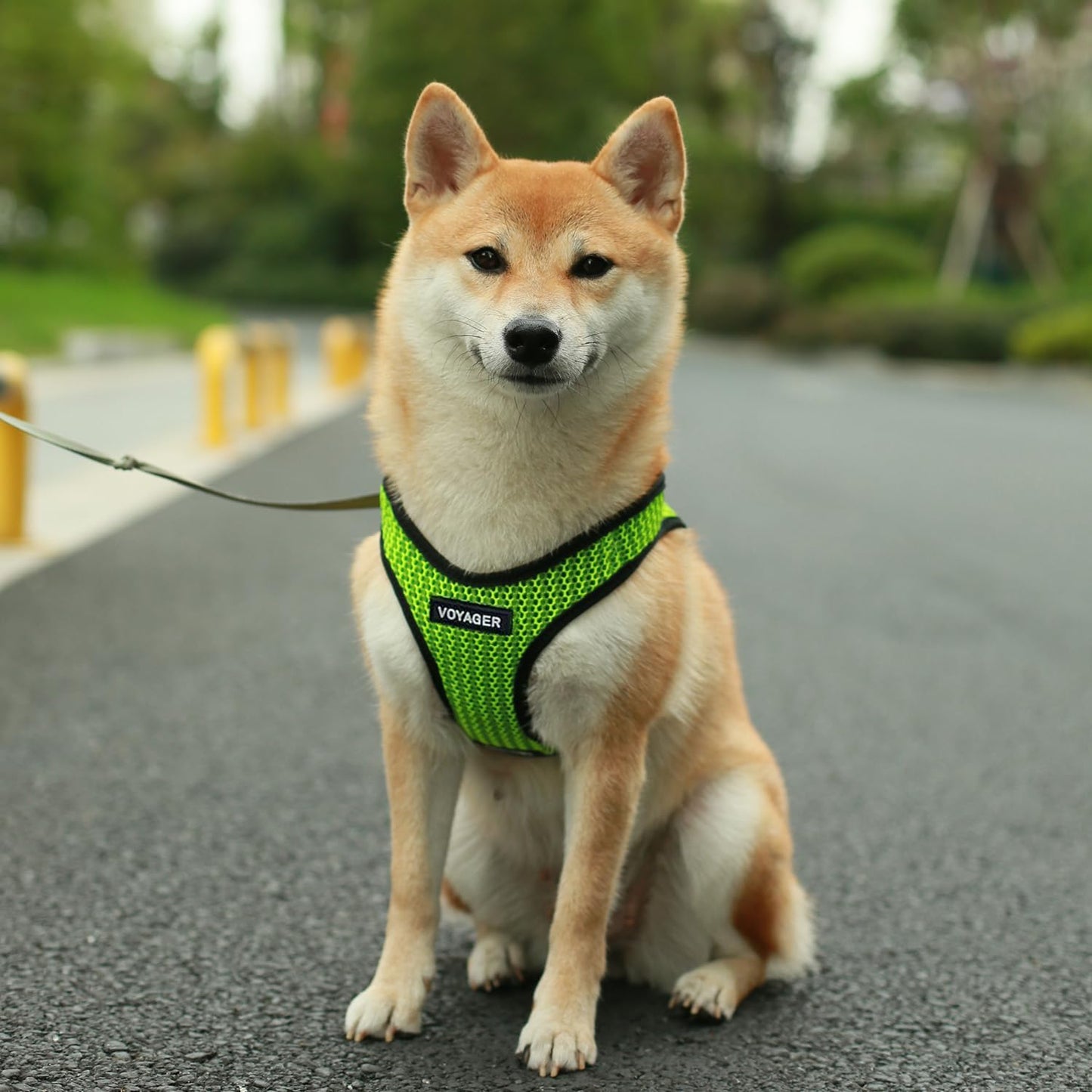 Best Pet Supplies Voyager Step-in Air All Weather Mesh Harness and Reflective Dog 5 ft Leash Combo with Neoprene Handle, for Small, Medium and Large Breed Puppies - Lime Green (2-Tone), S