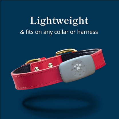 Petivity Smart GPS and Activity Pet Tracker for Dogs Powered by Purina, Waterproof Real Time Tracking GPS Dog Collar, Downloadable App, Subscription Required