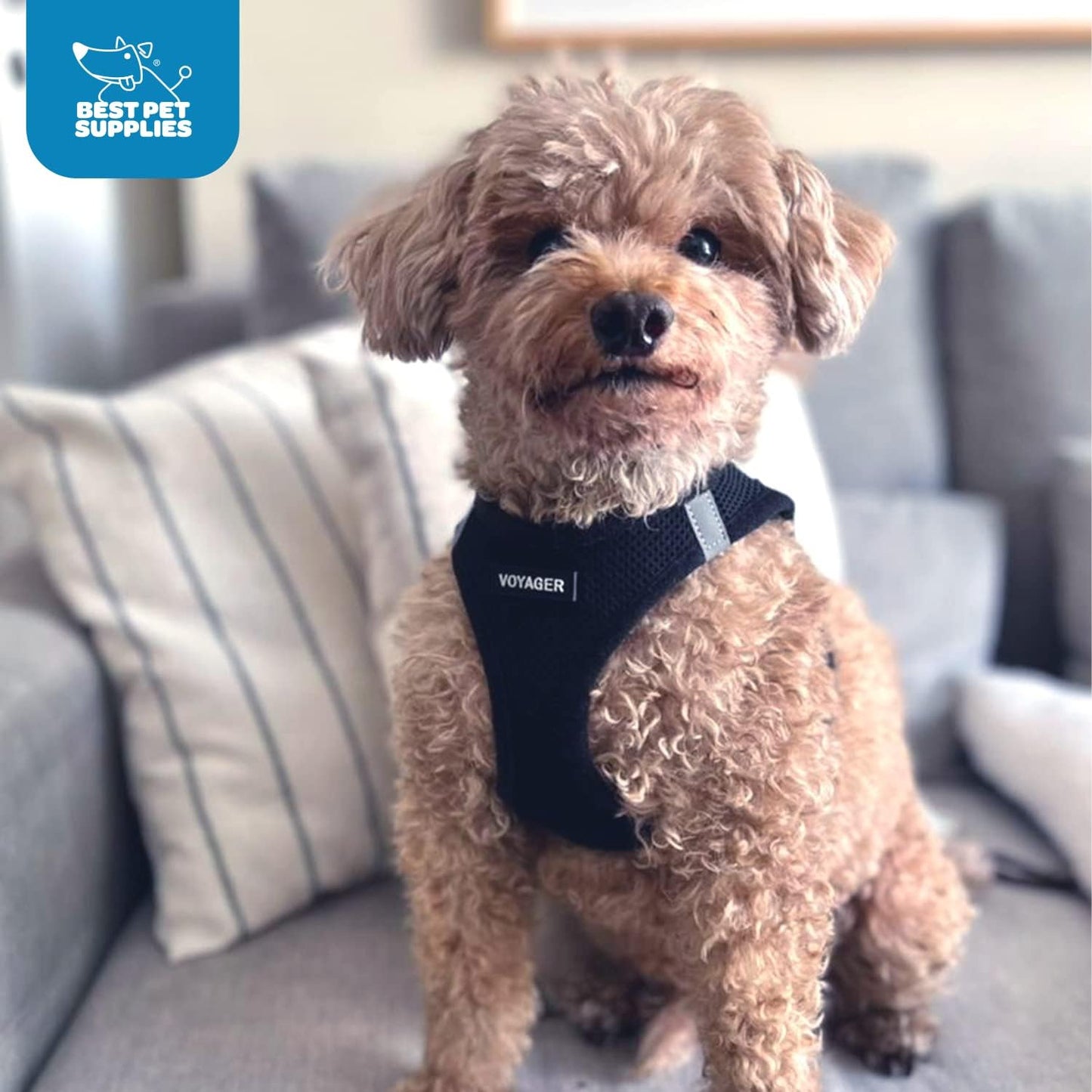 Best Pet Supplies Voyager Step-in Air Harness - All Weather Mesh, Reflective, No Pull Harness for Dogs, Cats - Secure with Hook & Loop Fastener, Buckle, Double D-Rings - Black, S