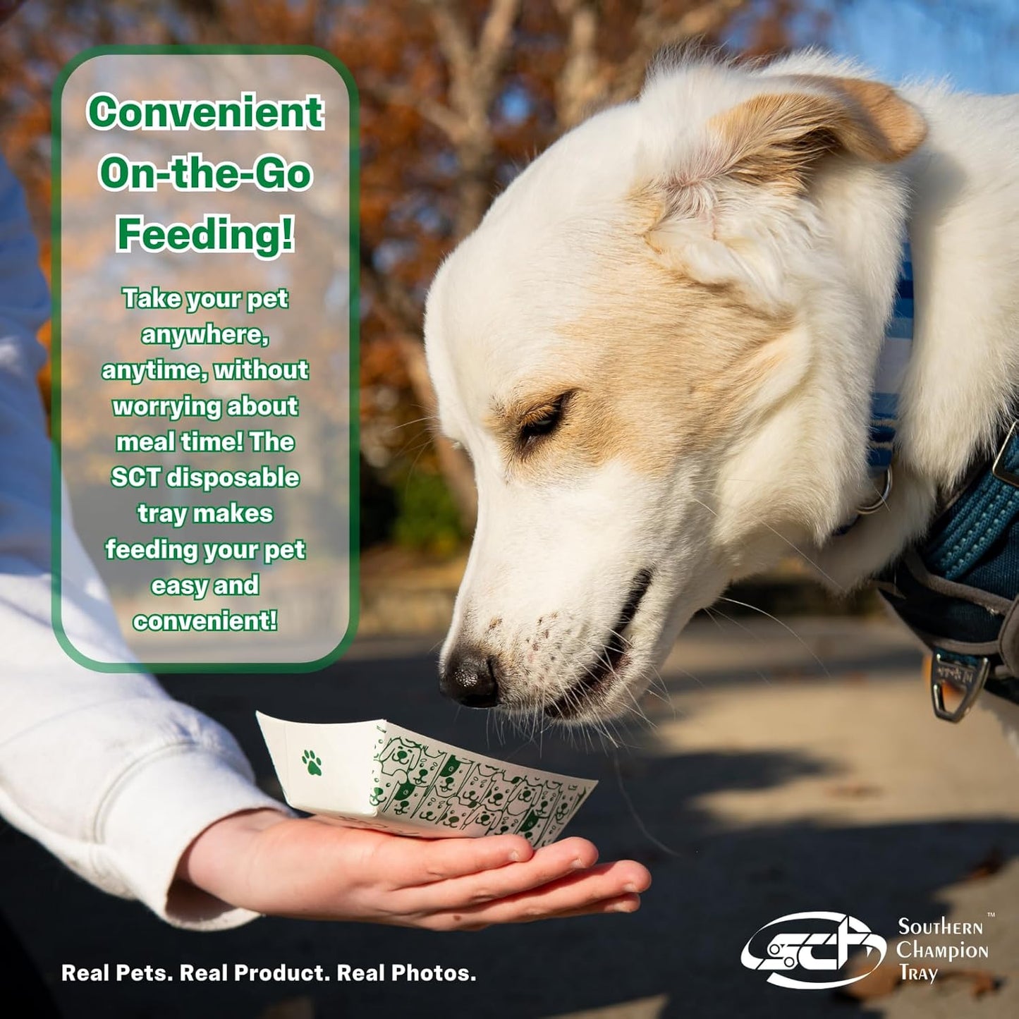 Southern Champion Tray, Small Disposable Pet Food Bowl, 1/2 Cup (10 Quantity) Pet Food Tray, Travel Pet Bowl, Feeding Kittens Puppies Cats and Dogs, Wet Food and Dry Food, 6 oz Capacity