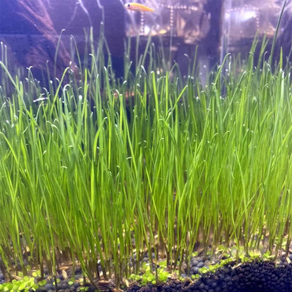 Aquarium Plant S.e,e,ds. not Fish Tank Aritificial Plastic Plant,10gram Mini-Leaf+8grame Long Hair Grass Fresh Water Carpet Decor