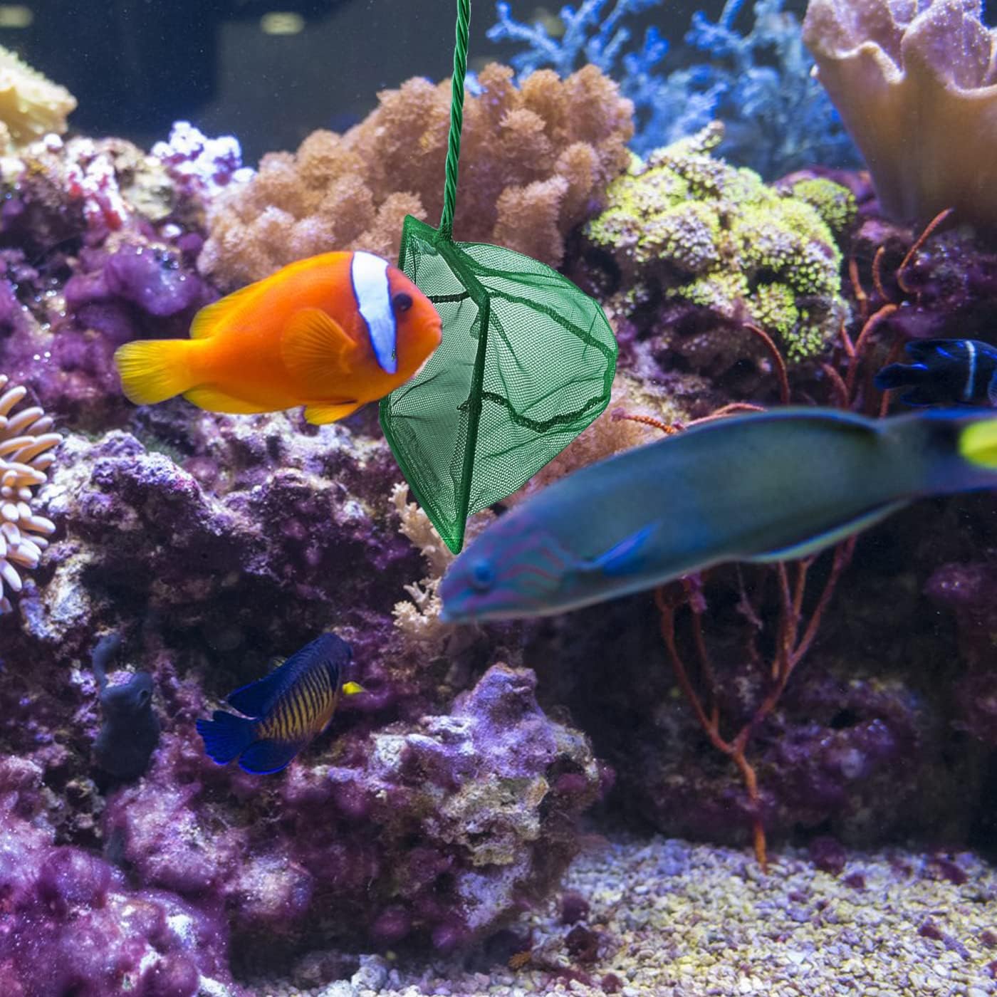 5 Pack Aquarium Fish Net, Multi-Size Fine Quick Fish Catch Nets Nylon Fishing Mesh Nets with Long Plastic Handle for Fish Tank - Green (3in, 4in, 5in, 6in, 6in)