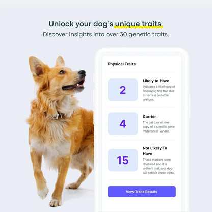 Basepaws Dog DNA Test Kit 2 Pack - 330+ Breeds, 280+ Health Risks, and 30+ Traits - Comprehensive Mixed Breed Identification, Pet DNA Test kit, Canine Genetic Ancestry and Heritage