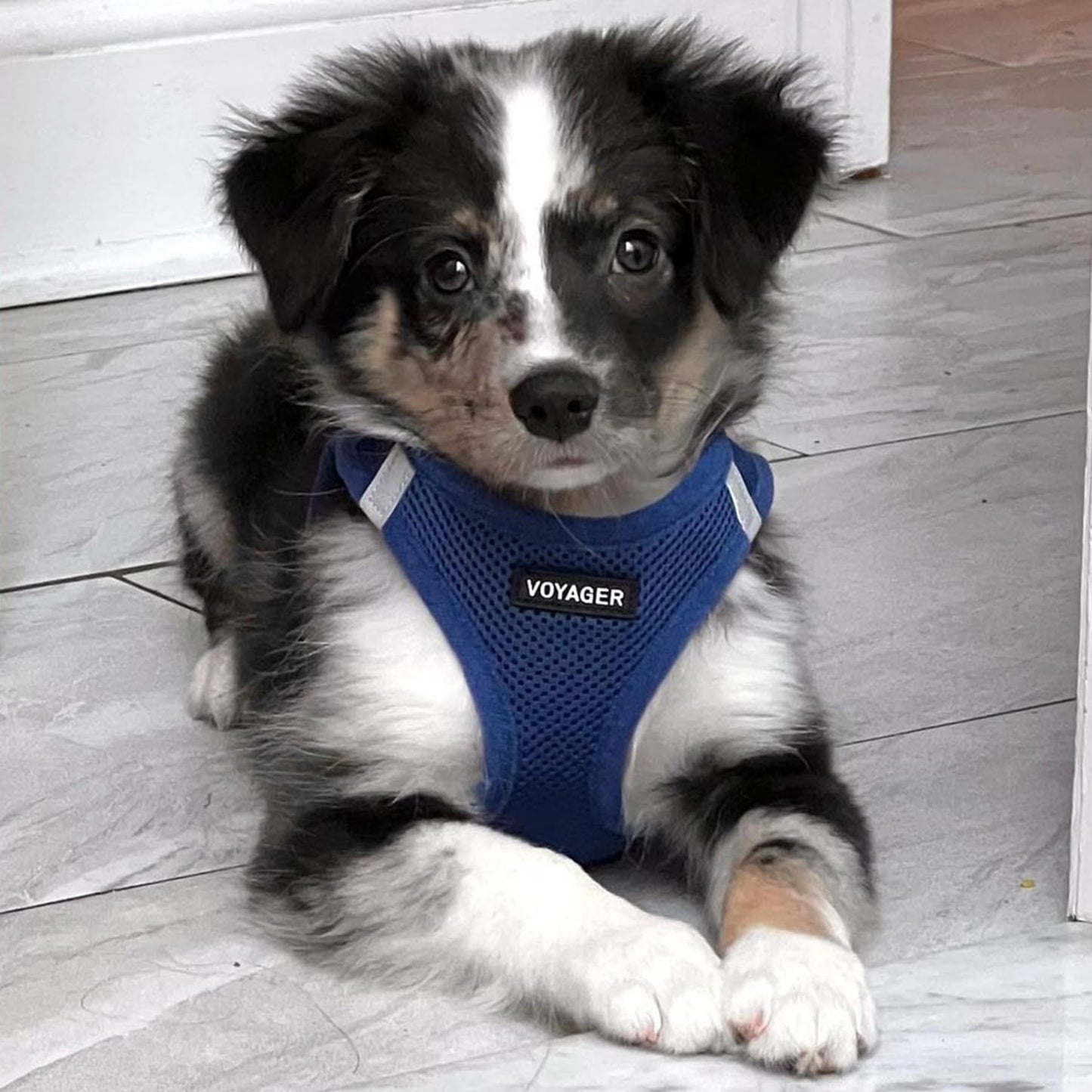 Best Pet Supplies Voyager Step-in Air Harness - All Weather Mesh, Reflective, No Pull Harness for Dogs, Cats - Secure with Hook & Loop Fastener, Buckle, Double D-Rings - Royal Blue, XS