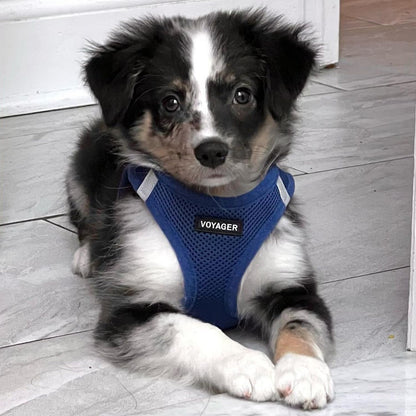 Best Pet Supplies Voyager Step-in Air Harness - All Weather Mesh, Reflective, No Pull Harness for Dogs, Cats - Secure with Hook & Loop Fastener, Buckle, Double D-Rings - Royal Blue, XS