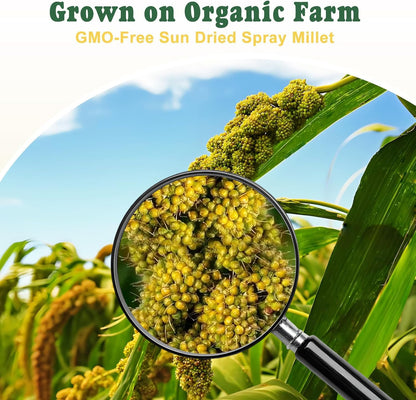 RANZ 1LBS Spray Millet Treat for Pet Birds, Hand-Harvested Bird Snack, Natural Sun-Dried Millet Spray for Parakeets, Parrots, Cockatiels, Lovebirds, Budgies, Finches, Canaries