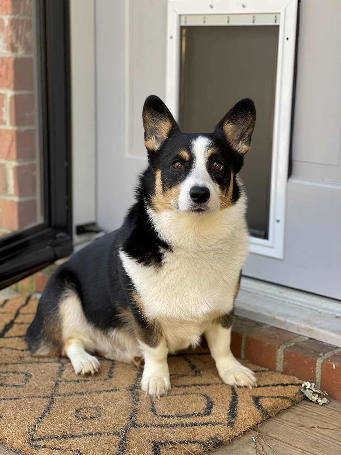 3-Flap Dog Door Replacement Insulated Flap with Clamp, Back Plate, Screws - Compatible with Large PetSafe Extreme Weather Aluminum Pet Door, PAC11-11039 10 1/8" X 16 7/8"(Smoky Translucent)