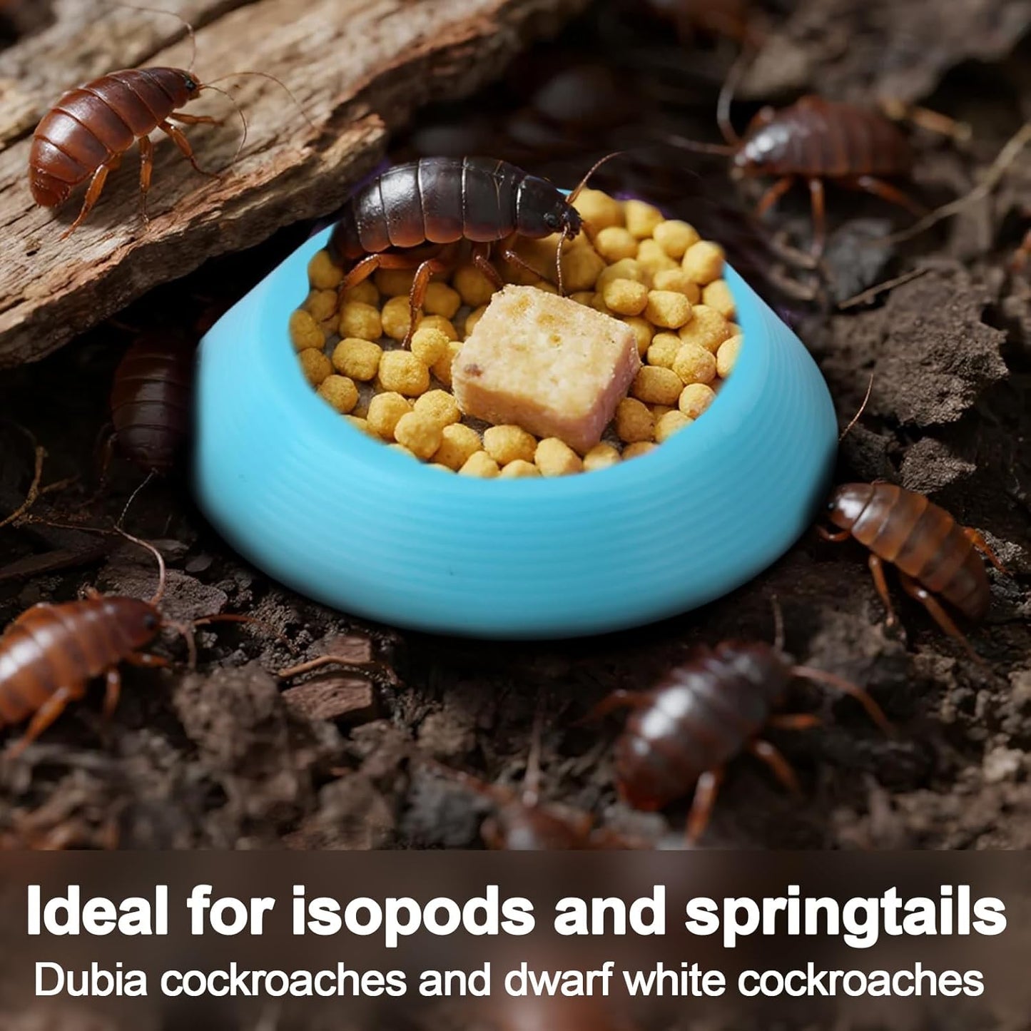 18pcs Reptile Food Dish Bowls, Plastic Colorful Reusable Small Reptile Food Dish Bowls Suitable for Lizard Gecko Frog Pet Tortoise Isopods (6 Colors)