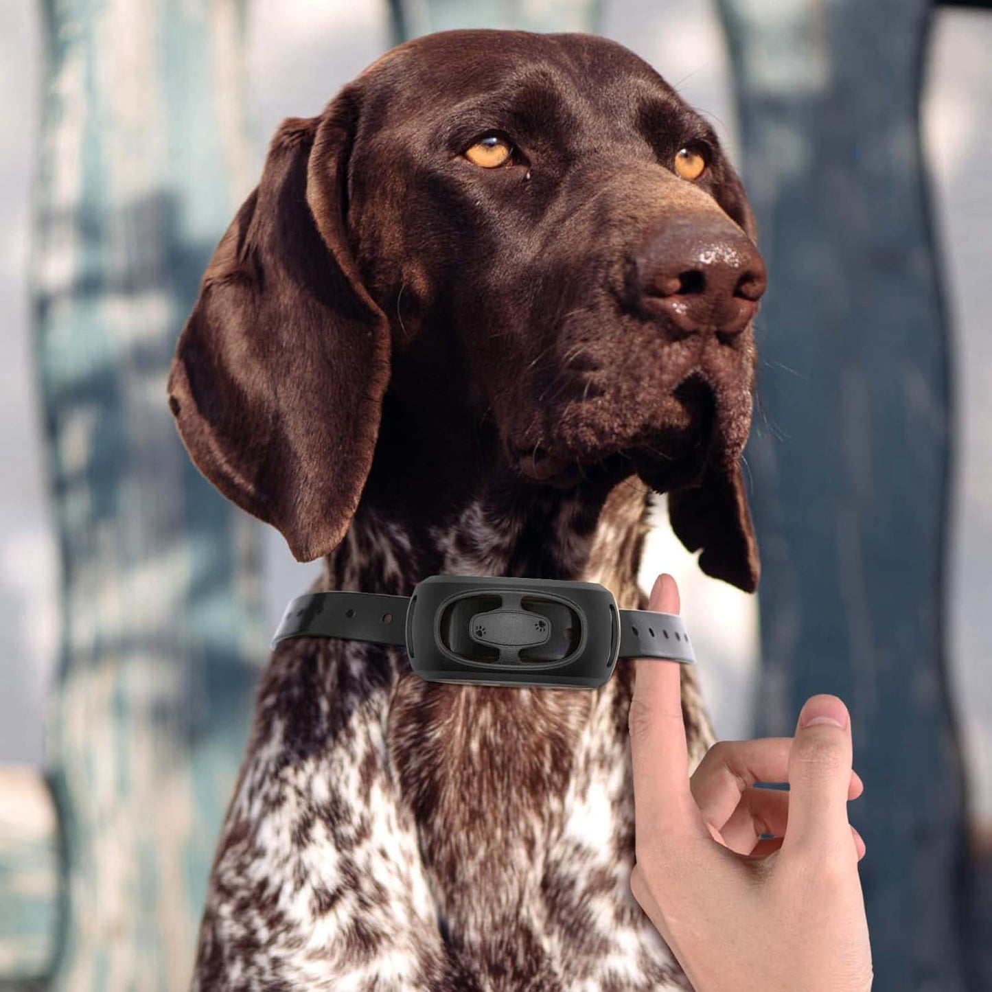 Dog Training Collar with Remote 2000ft, 100% Waterproof Shock Collar for Large Medium Dogs(8-150lbs) with Beep Vibration Shock, Rechargeable Electric Dog Collar with Intensity Dial Knob