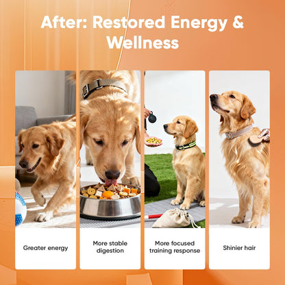 Adult Dog Nutrition Supplements – Vitality, Joint, Heart & Skin Support – with NAD+, Chondroitin, CoQ10, Astaxanthin – All Breeds 1+ – 30 Sachets, 4ct Each – Chicken Flavor