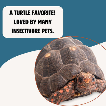 Fluker's Freeze Dried River Shrimp, Nutrient-Packed, Ideal for Lizards, Reptiles, Birds, Fish, Hedgehogs, 1 Oz