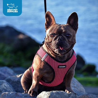 Best Pet Supplies Voyager Step-in Air Harness - All Weather Mesh, Reflective, No Pull Harness for Dogs, Cats - Secure with Hook & Loop Fastener, Buckle, Double D-Rings - Turquoise, M