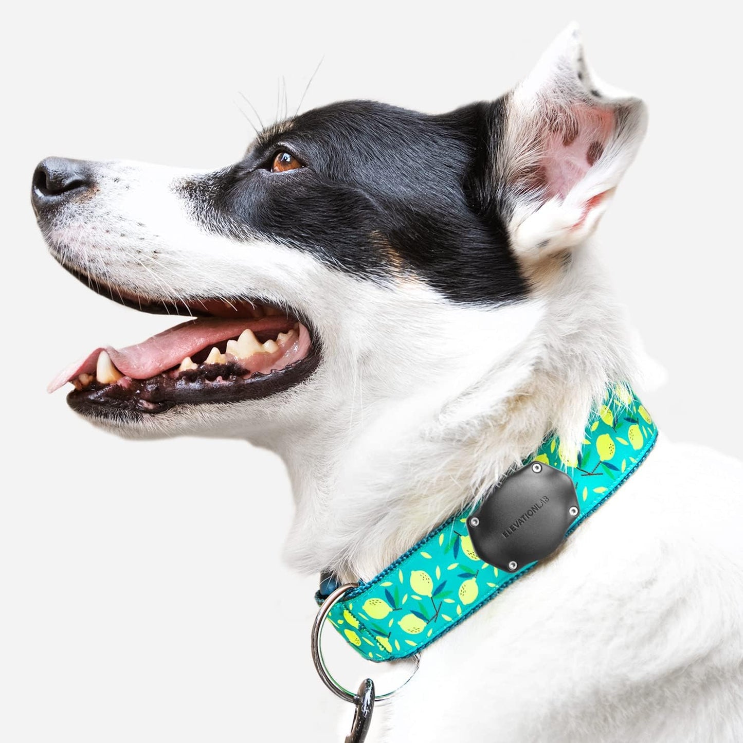 Elevation Lab TagVault AirTag Dog Collar Mount (Single) - IP69 Waterproof, Doesn't Dangle, Fits All Width Collars, Glow in The Dark