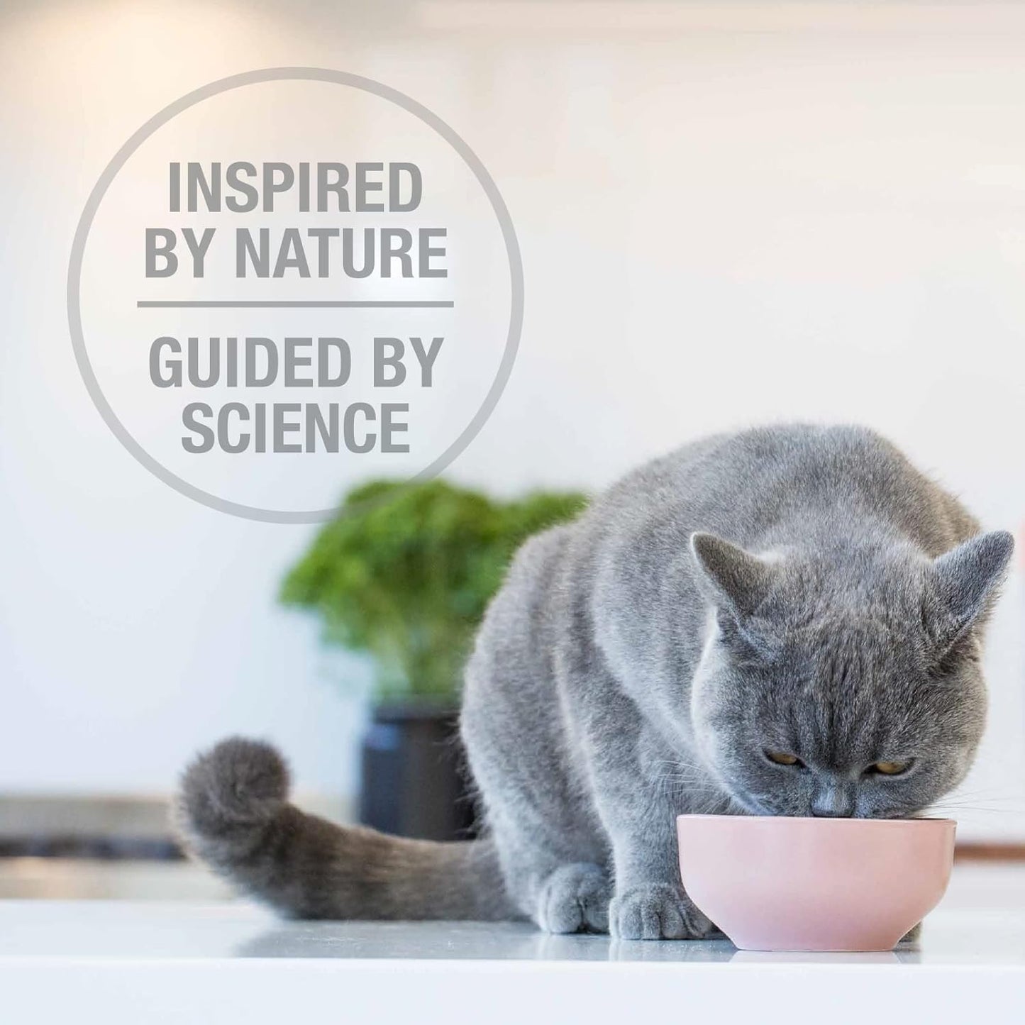 Feline Natural Freeze-Dried Cat Bundle – Beef Bites Treats (1.76oz) & Chicken & Lamb Food (3.5oz) – High Protein, Grain Free, Made in New Zealand