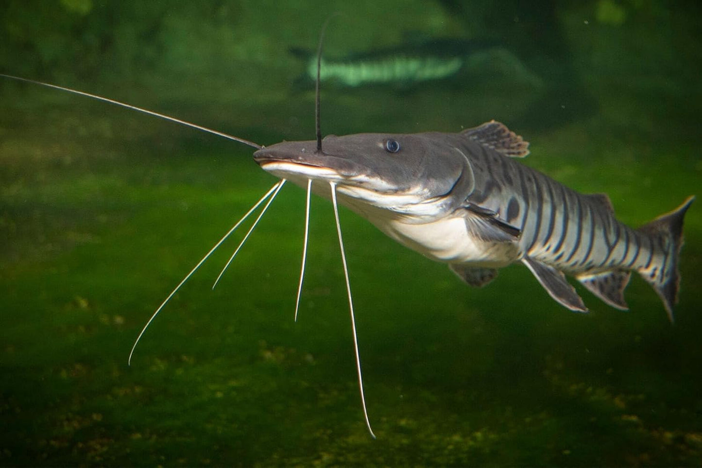 Aquatic Foods Inc. 6mm - 1/4" Carnivore Sinking Pellets for Carnivore Cichlids, Catfish, Monster Fish, Bottom Grazers, All Medium to Large, Also Koi & Pond Fish. - WL…1-lb Foil Pouch Bag