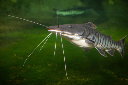 Aquatic Foods Inc. 6mm - 1/4" Carnivore Sinking Pellets for Carnivore Cichlids, Catfish, Monster Fish, Bottom Grazers, All Medium to Large, Also Koi & Pond Fish. - WL…1-lb Foil Pouch Bag