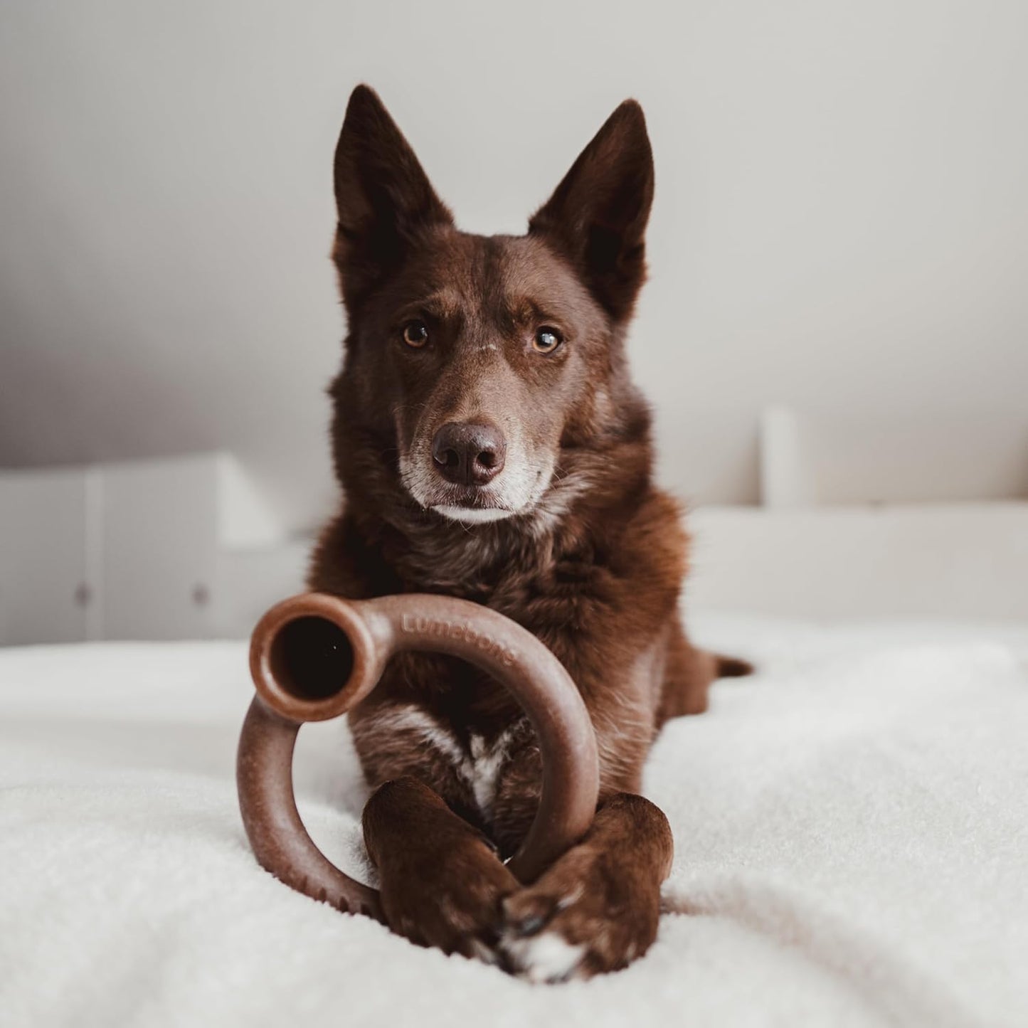 Lumabone Real Bacon 3-Pack Dog Toys for Aggressive Chewers,Wishbone, Dental Chew, Ring Bacon Medium