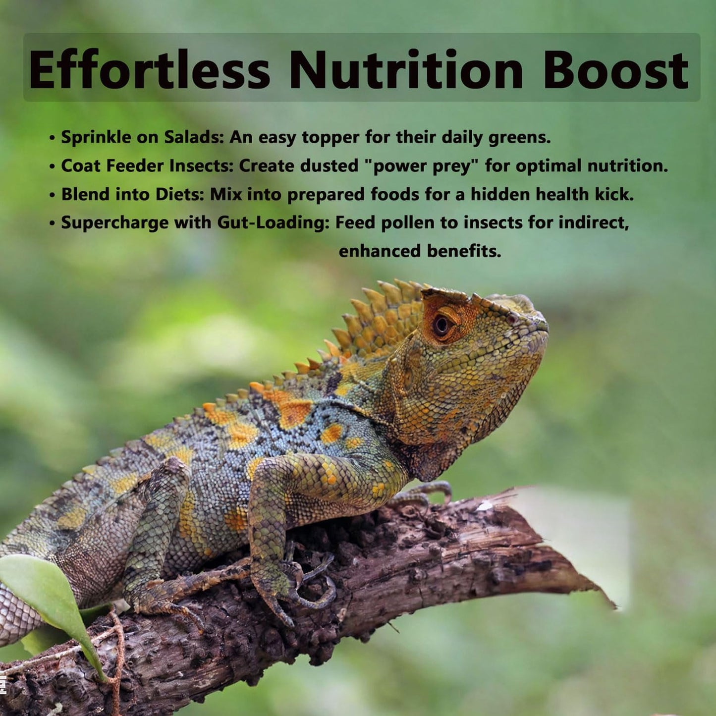 Pleasantly War Bee Pollen for Bearded Dragons and Amphibians, Natural Granules, Premium Grade, Digestive and Immune Support,8oz