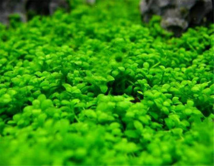 Aquarium Grass Plants Seeds Small Bacopa Monnieri Seeds 10g Fish Tank Decorations Hydroponic Growing Plant Seeds(Small Leaf)