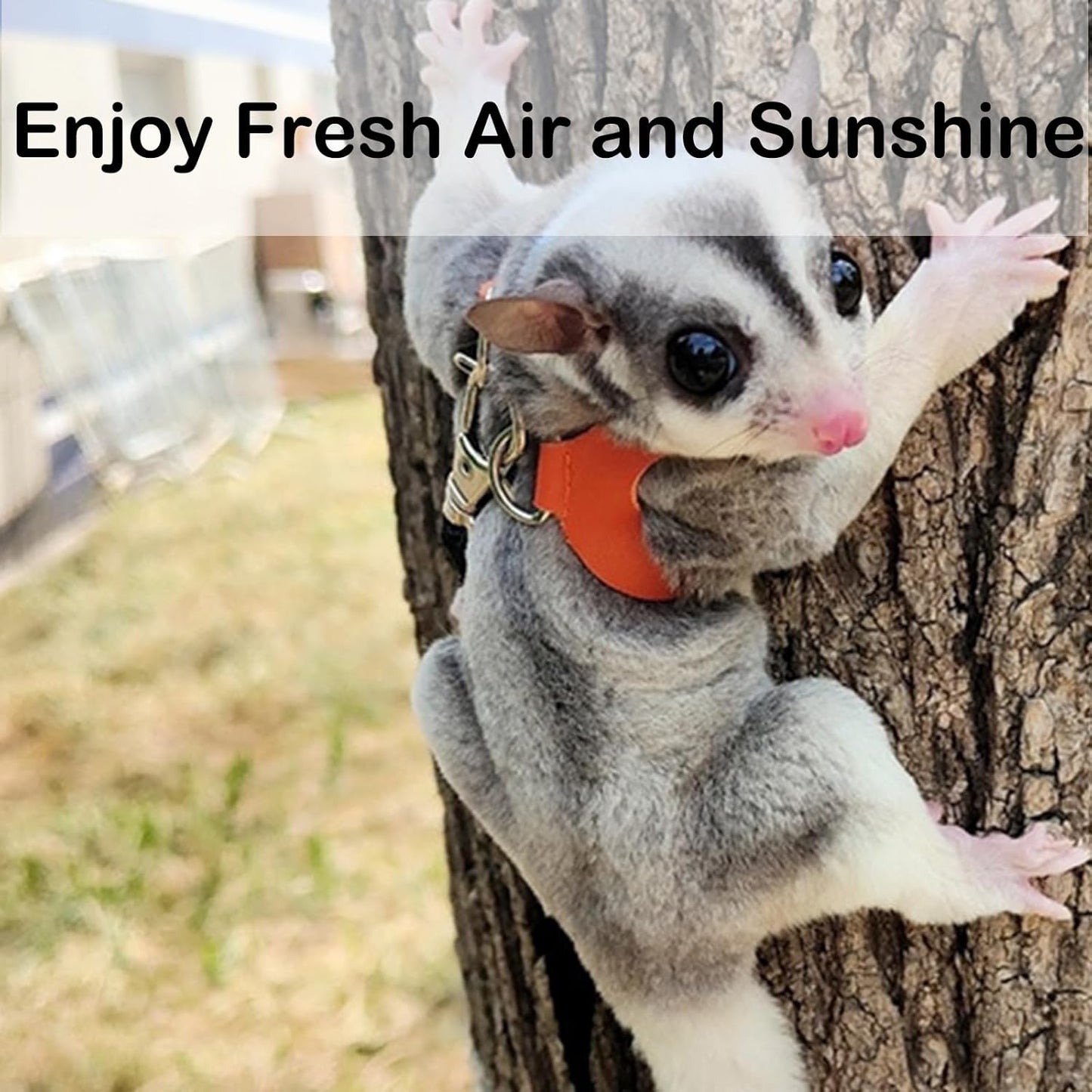 Meow&Woof Sugar Glider Bonding Pouch & Small Animal Carrier+ 3 Pack Sugar Glider Harness and Leash Set