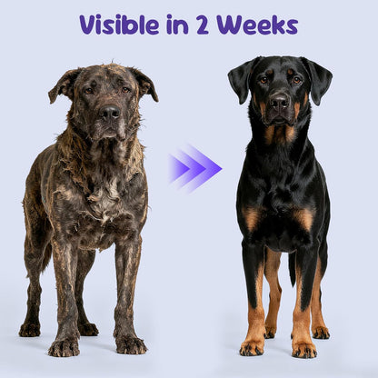 Dog Probiotics for Digestive Support and Gut Balance, Pumpkin Flavor Soft Chews Supplement for Dogs, Immune Booster Daily Treats, 120 Count, Holiday and Christmas Edition