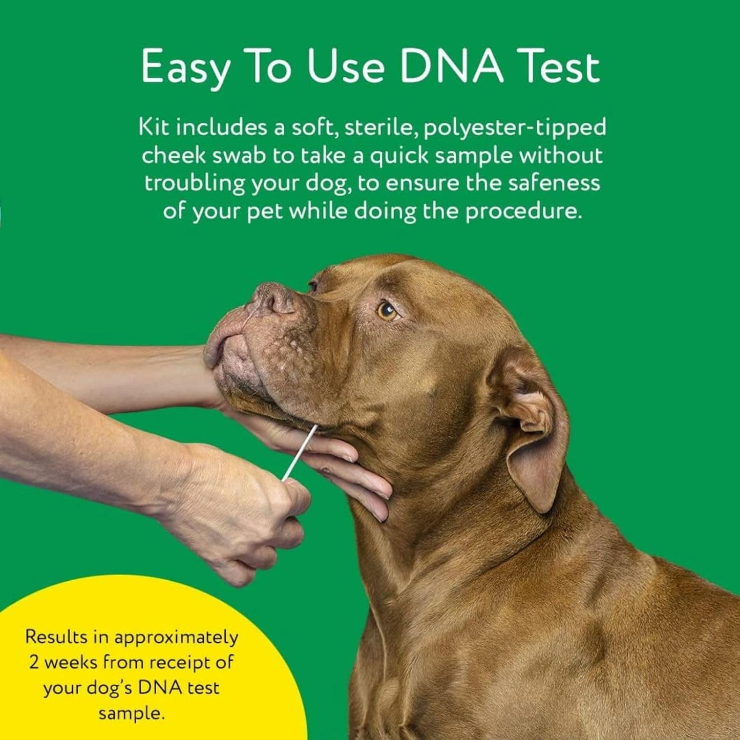 DNA MY DOG – Trusted & Affordable Breed Identification Test | 350+ Breeds Identified w/ 99%+ Accuracy | Complete Breed Analysis, Personality and Behavior Insights | Easy Cheek Swab, Results in 2 Weeks