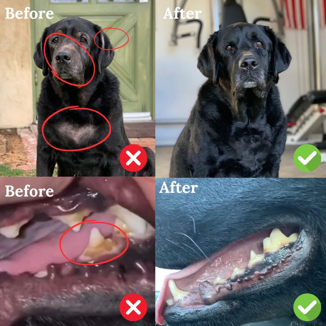 BACK 40 Dogs Kelp Powder Multifunctional Supplement (453g) and Wild Alaskan Fish Oil (473 ml) - Supplements for Optimal Pet Health