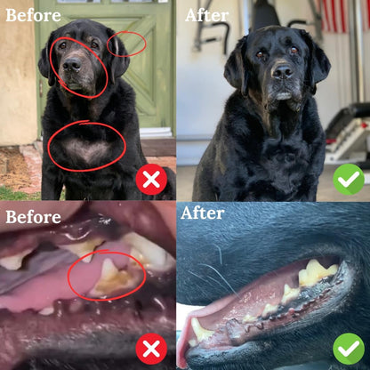 BACK 40 Dogs Kelp Powder Multifunctional Supplement (453g) and Wild Alaskan Fish Oil (473 ml) - Supplements for Optimal Pet Health