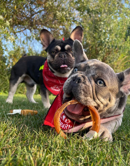 Redbarn Pet Products All-Natural 4" Bully Stick Rings for Dogs - Premium Grain-Free & Rawhide-Free Single Ingredient Long Lasting Low Odor Dental Treat for Chewers - 3 Count