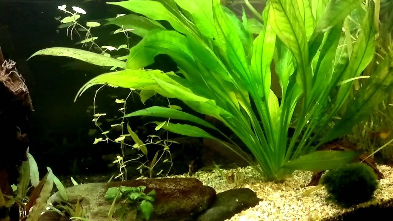 Amazon Sword - Echinodorus Bleheri x3 Plants - Live Aquarium Plant