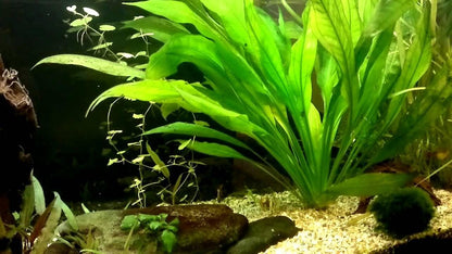Amazon Sword - Echinodorus Bleheri x3 Plants - Live Aquarium Plant