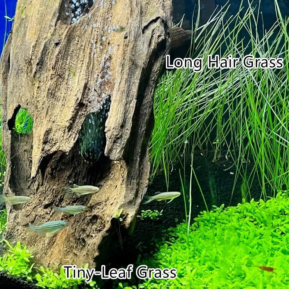 4 Bags Aquarium Plant S.e.e.ds, not Artificial Plastic Plant, Fish Tank Live Grass for All Substrate (0.36ozTiny+0.36oz Long+0.36oz Short+0.36oz Big Dual) ZQV-010