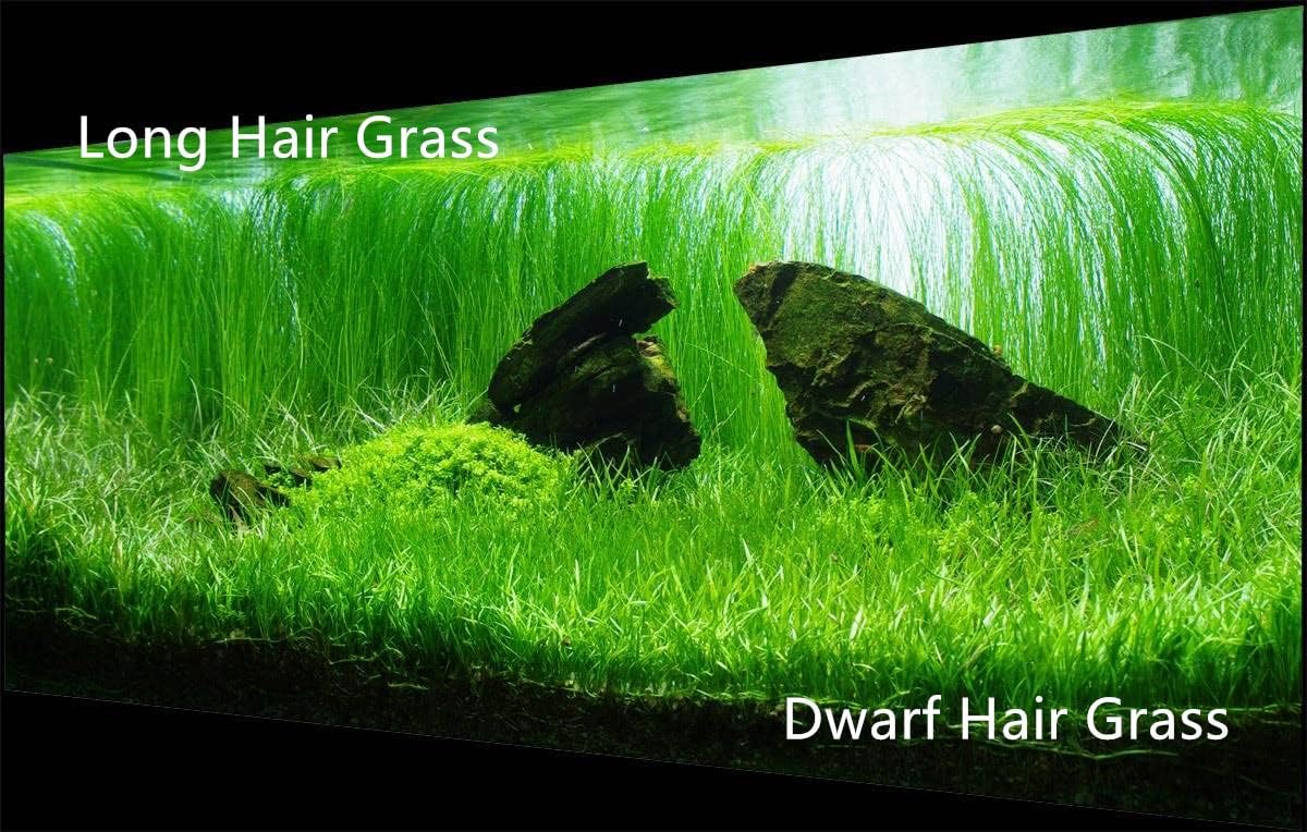 4 Bags Aquarium Plant S.e.e.ds, not Artificial Plastic Plant, Fish Tank Live Grass for All Substrate (0.36ozTiny+0.36oz Long+0.36oz Short+0.36oz Big Dual) ZQV-010