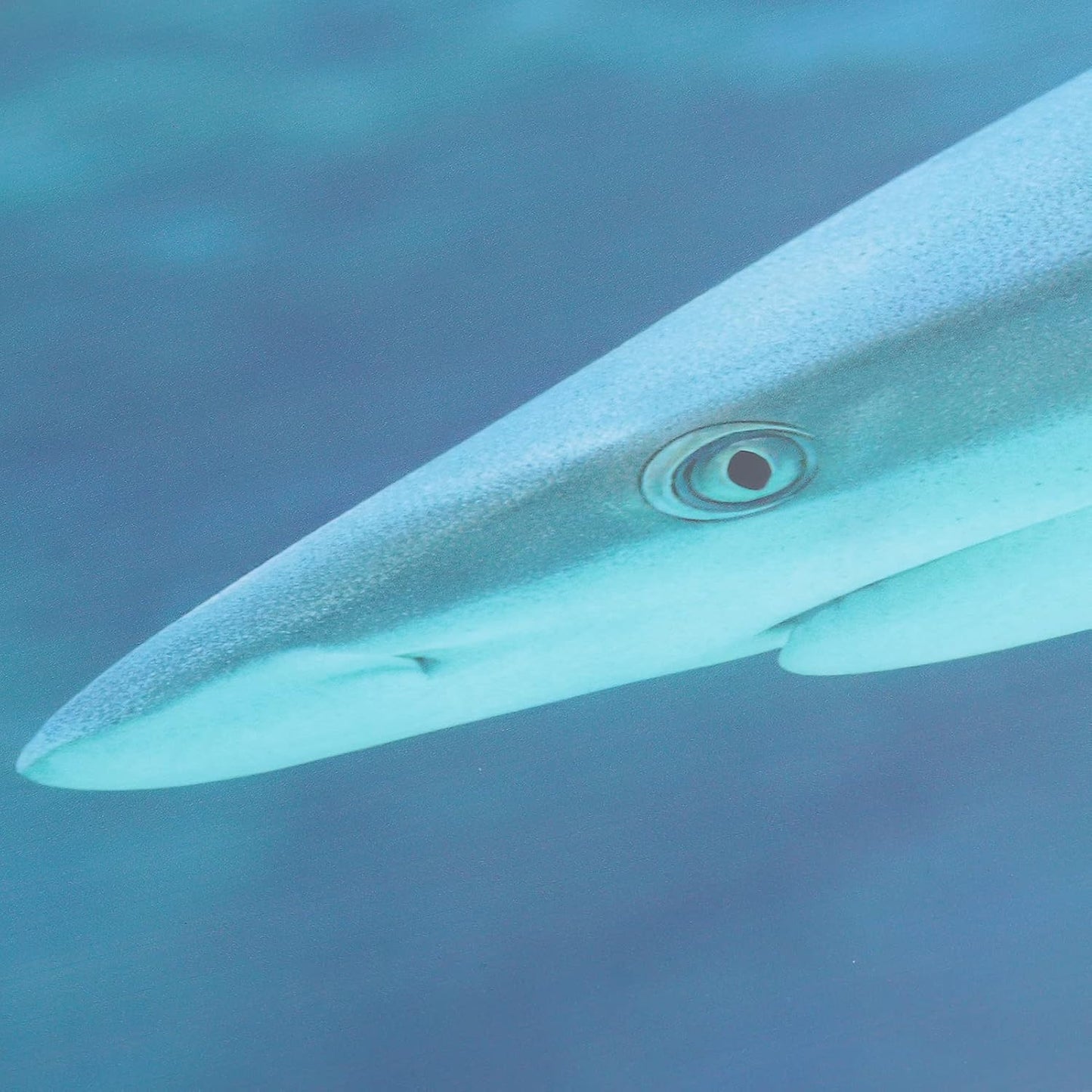 Aquarium Background Paper PVC Self Adhesive Clear 3D Decoration, Fish Tank Poster Backdrop, Realistic Underwater Scene with Fade Design, Easy to Apply Sticker for Glass A (91 * 50CM)