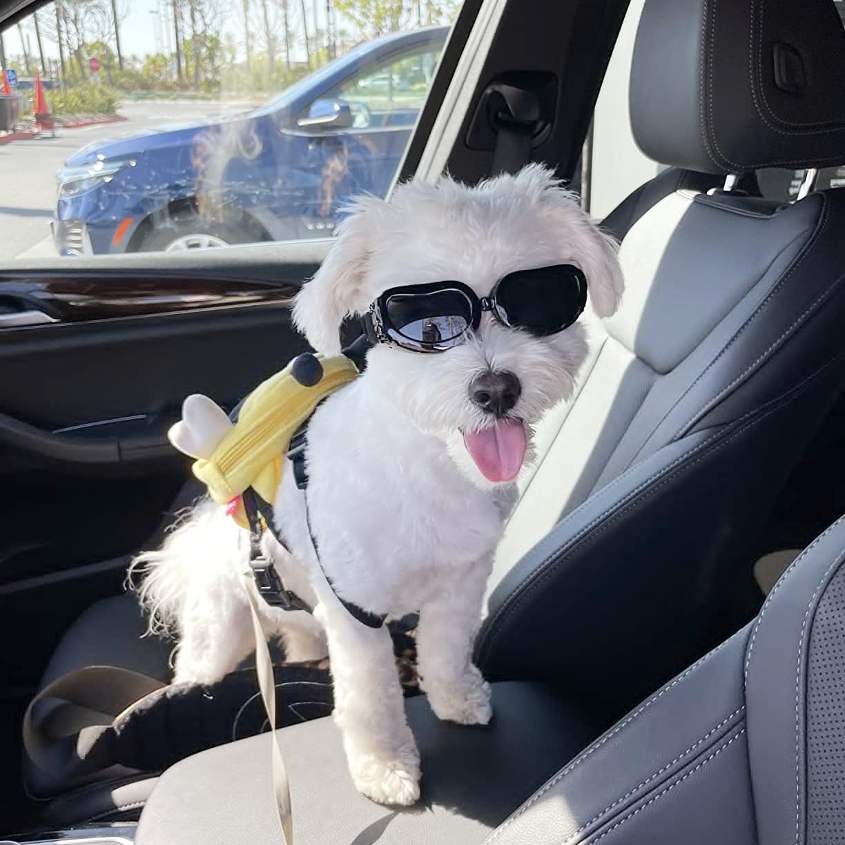 Enjoying Dog Goggles Small Breed, UV Protection Dog Sunglasses Small Breed, Driving Puppy Eye Protection, Windproof Dustproof Anti-Fog, Breathable, Adjustable Straps, Black