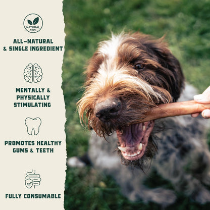 Hank & Roy All-Natural Pig Ears for Dogs + Dog Bully Sticks Bundle, 6 Pig Ears and 6 Bully Sticks, Long Lasting, Antibiotic and Hormone Free