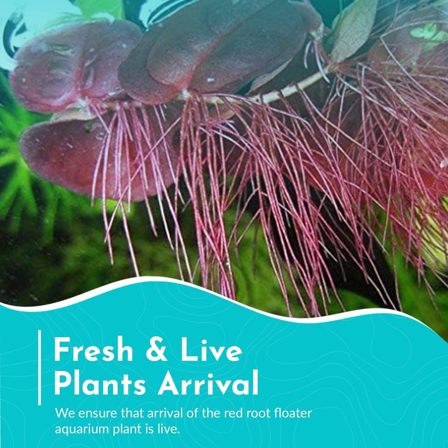 Live Aquarium Red Root Floater Plants - Highly Sought & Removes Nitrates - Easy to Maintain - Increases Beaty - Promote High Water Quality - 4 Ounce Portion