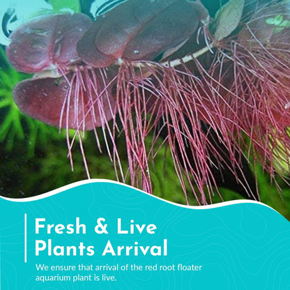 Live Aquarium Red Root Floater Plants - Highly Sought & Removes Nitrates - Easy to Maintain - Increases Beaty - Promote High Water Quality - 4 Ounce Portion