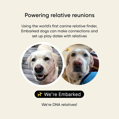 Embark Breed & Health Kit - Dog DNA Testing Kit - Discover Breed, Ancestry, Relative Finder, Genetic Health, Traits, Allergy Risk Scores