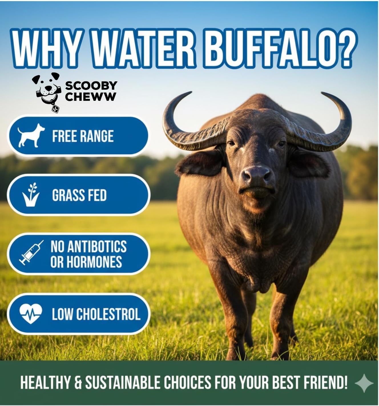 100% Natural Pet Treats 12 Pack Grass Fed Water Buffalo Ears for Dog Unbleached High Protein Beef Cow Ears for Dogs Safe Rawhide Dog Treat Suitable for Small, Medium & Large Breeds Dogs Chews