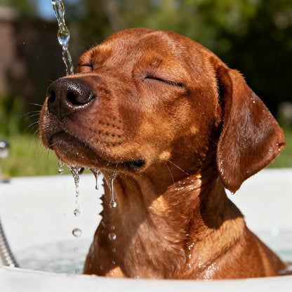 Gentle Tearless Dog Shampoo for Puppyies 8 Weeks Old: Slight Fragrance of Tea Tree and Rosemary Leaf Oil - Aloe Vera & Oats Can Alleviate Dry Skin - Soften Fur No Extra Conditioner Needed