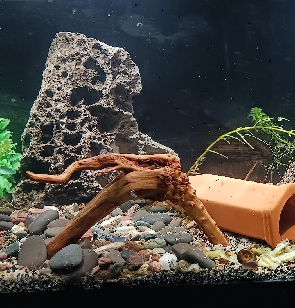 10pcs Natural Small Spiderwood Driftwood for Aquarium Decor Aquarium Driftwood Freshwater Reptile Driftwood Aquarium spiderwood (spiderwood 5-6inch 10pcs)