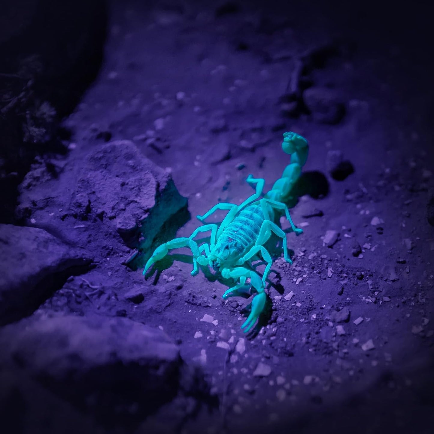 COSOOS Black Light UV Flashlight, 21 LED Handheld UV Light, 395nm Mini Blacklight Flashlight, Portable Pet Urine Detector for Dog Cat Urine Stains, Bed Bugs, Scorpion, Resin Curing, Nails